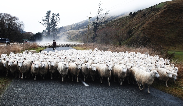 Cuatro teorías y una pandemia: la lógica del comportamiento humano